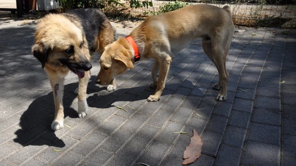 Αποσύρεται το νομοσχέδιο για τα αδέσποτα…